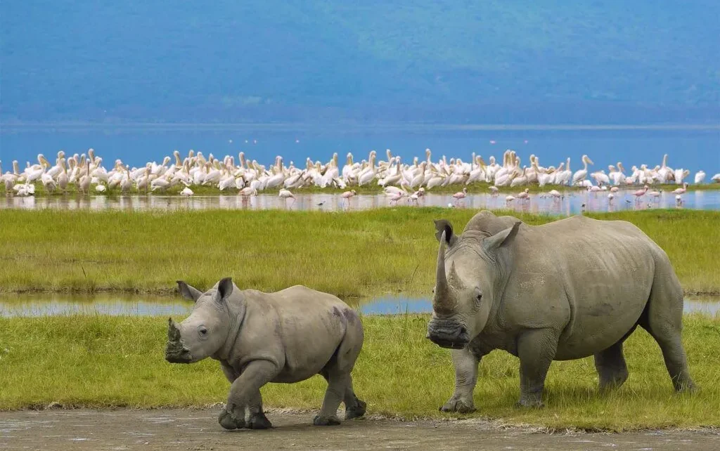 10-Days-Tanzania-safari-all-northern-parks-in-1-trip-wildebeest-migration-1024x684