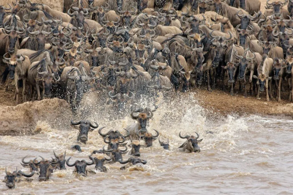 Great migration at the Mara river